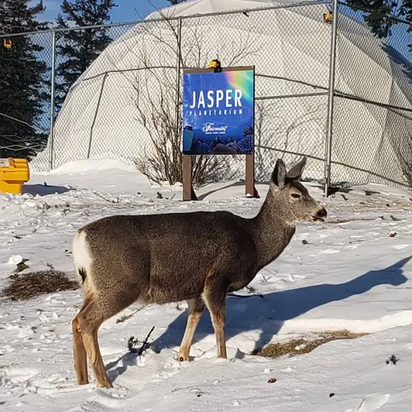 Jasper Planetarium deer standing in the snow
